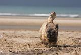 CAIRN TERRIER 370
